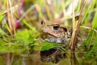 73362 Bufo bufo (Rospo comune)